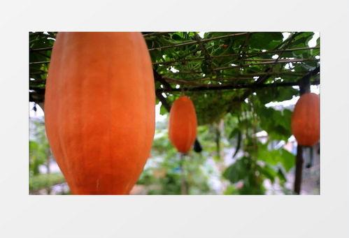 吃大瓜视频素材免费下载,免费下载尽享娱乐盛宴  第3张