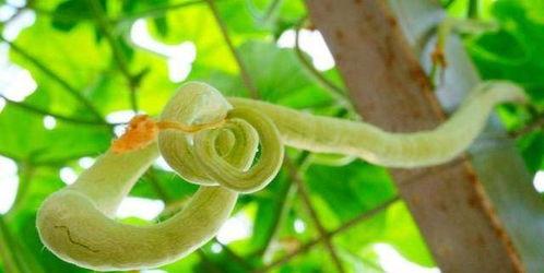 吃蛇瓜小视频大全免费观看 第2张 吃蛇瓜小视频大全免费观看 第2张