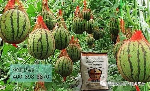 爆料西瓜嫁接方法视频,视频教学助你轻松掌握 第2张 爆料西瓜嫁接方法视频,视频教学助你轻松掌握 第2张